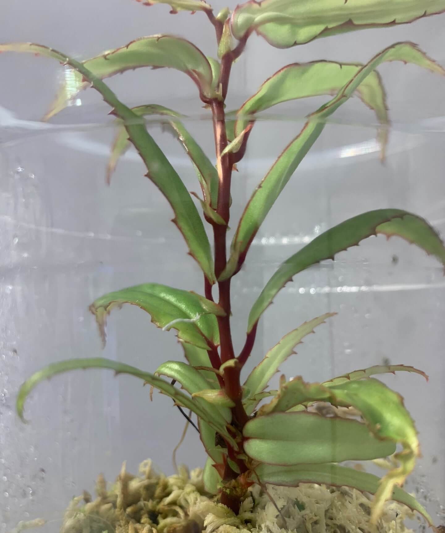 Begonia xiphophylla is a stunning and unique species known for its sword-shaped, glossy green leaves with a delicate red border. Its striking appearance, combined with its rare beauty, makes it a perfect choice for plant collectors looking to add something truly special to their collection. Native to the humid environments of Borneo, it thrives in high humidity and is best suited for experienced plant enthusiasts who can provide the specific care it requires.