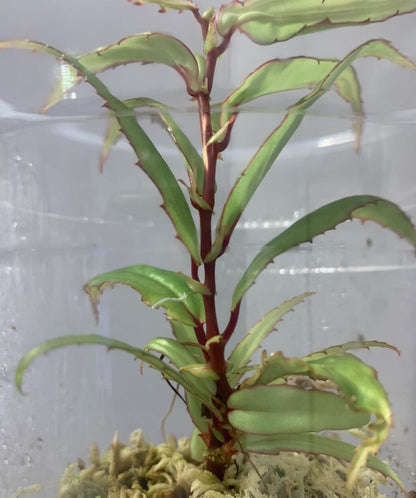 Begonia xiphophylla is a stunning and unique species known for its sword-shaped, glossy green leaves with a delicate red border. Its striking appearance, combined with its rare beauty, makes it a perfect choice for plant collectors looking to add something truly special to their collection. Native to the humid environments of Borneo, it thrives in high humidity and is best suited for experienced plant enthusiasts who can provide the specific care it requires.