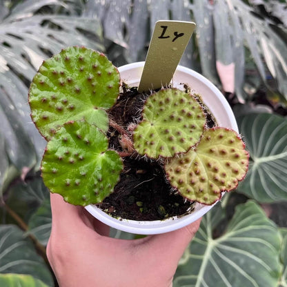 The Begonia nahangensis is a remarkable evergreen herbaceous plant native to the limestone mountains of Northern Vietnam and Southern China. This species is known for its distinctive appearance, featuring a unique texture on its leaves. The surface is densely covered with conical, black, tooth-like protrusions, giving it an intriguing tactile and visual appeal.