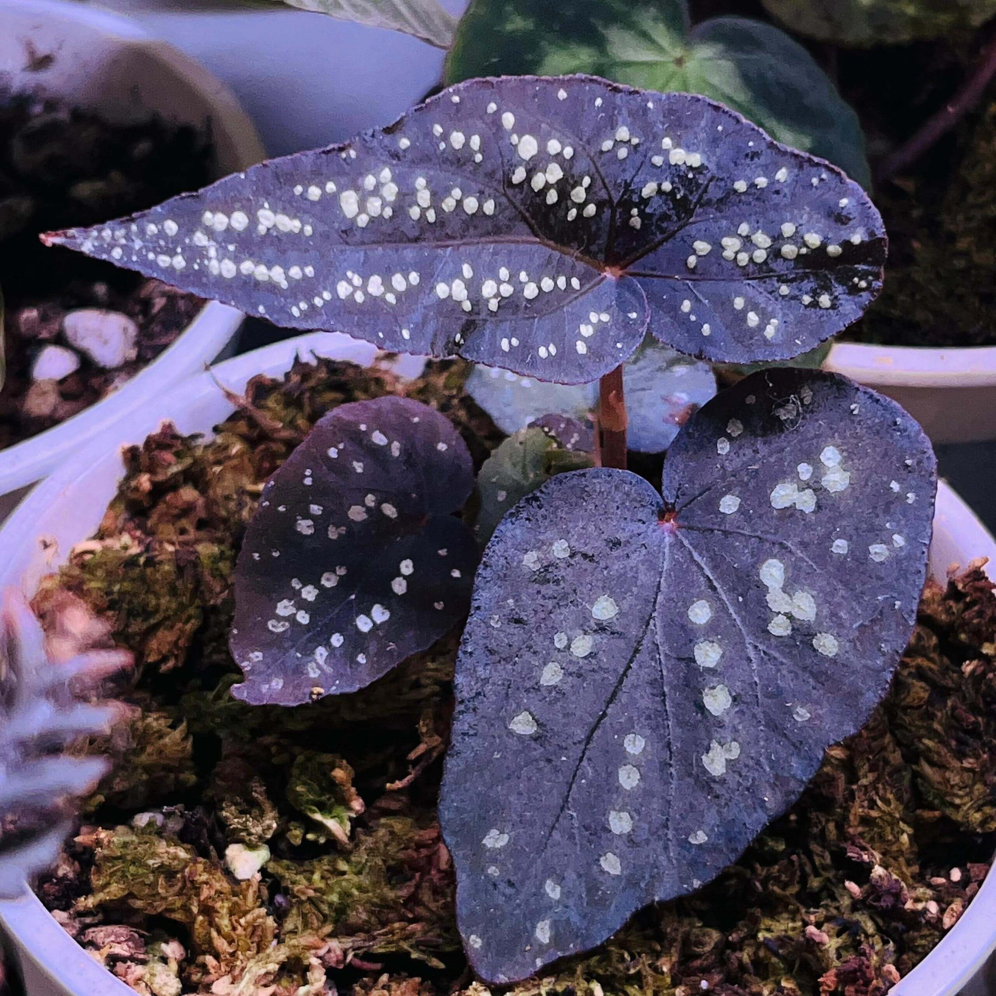 Begonia sp. ‘Pandora’ is a truly enchanting species, known for its green, velvety leaves adorned with dazzling, gem-like fluorescent spots. As the plant matures, the fluorescence of these spots intensifies, creating a striking visual effect. In low-light environments, the leaves may even exhibit a soft blue glow, making it an extraordinary addition to any plant collection.