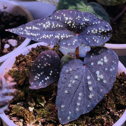 Begonia sp. ‘Pandora’ is a truly enchanting species, known for its green, velvety leaves adorned with dazzling, gem-like fluorescent spots. As the plant matures, the fluorescence of these spots intensifies, creating a striking visual effect. In low-light environments, the leaves may even exhibit a soft blue glow, making it an extraordinary addition to any plant collection.
