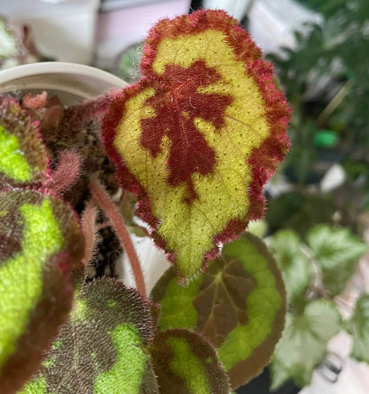 Begonia picturata is a unique rhizomatous begonia species native to the limestone regions of Guangxi, China. The leaf edges are gently wavy, and the underside of the leaves showcases a rich red color. The plant’s flower clusters feature white petals with yellow stamens, blooming between May and July.