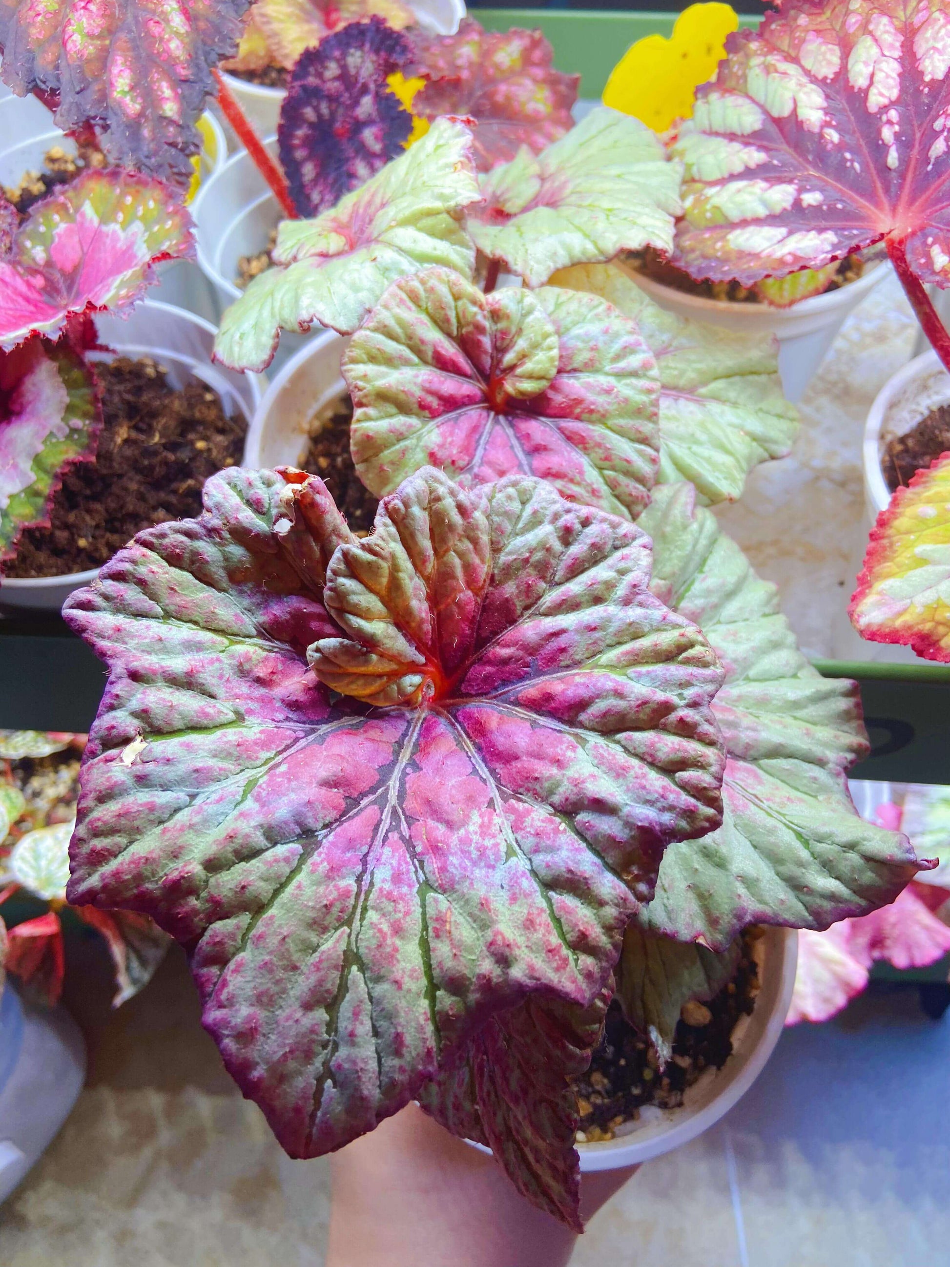 Begonia Vasilisa is a stunning ornamental begonia variety developed by the renowned Dimetris breeders. This begonia catches the eye with its large, satin-like leaves featuring a unique color pattern that adds elegance to any indoor space.