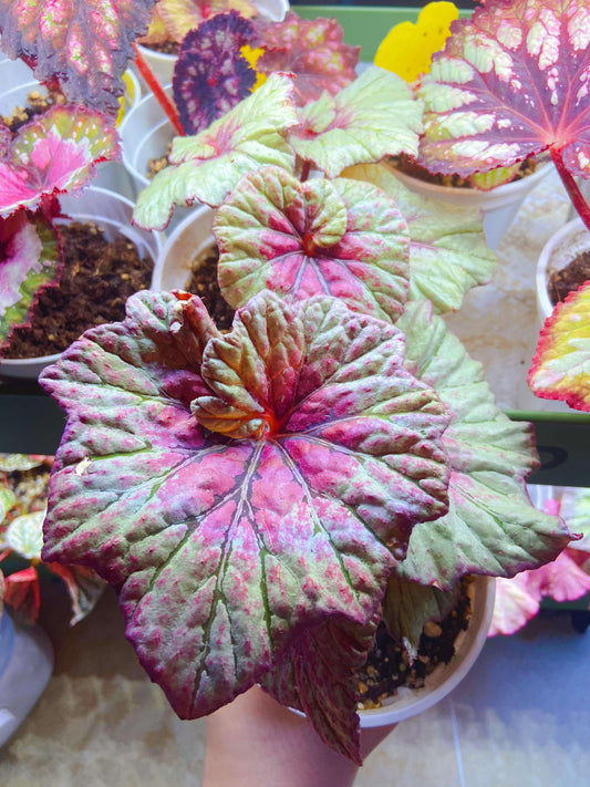 Begonia Vasilisa is a stunning ornamental begonia variety developed by the renowned Dimetris breeders. This begonia catches the eye with its large, satin-like leaves featuring a unique color pattern that adds elegance to any indoor space.
