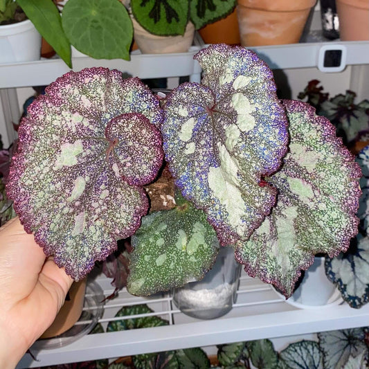 Begonia Super Universe is a truly stunning and unique variety, featuring foliage that mirrors the vastness of space. When light hits its leaves, they reflect shades of blue and cosmic tones, creating a mesmerizing galaxy-like effect. The plant’s natural variegation resembles a starry sky, making it a rare and extraordinary addition to any plant collection.