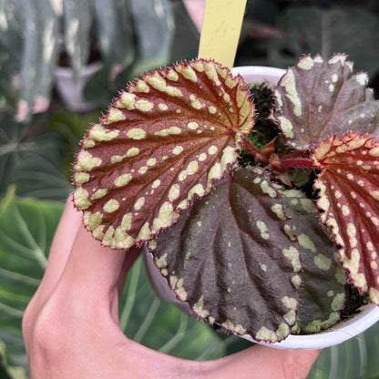 Begonia promethea, also known as Begonia beccarii, is a rare and stunning species native to the Bau District in Sarawak, Malaysia, and the Bengkayang Regency in West Kalimantan, Indonesia. Known for its unique foliage and growth habit, this begonia is a true gem for plant enthusiasts.