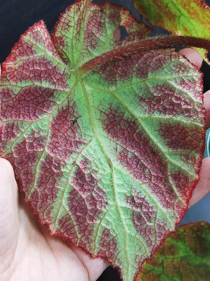 Begonia augustinei is a stunning begonia known for its bold, vibrant foliage. Its large, heart-shaped leaves feature a deep green center with striking red edges, complemented by fine red fuzzy hairs along the borders, adding texture and visual interest. These unique characteristics make Begonia augustinei a standout addition to any plant collection.
