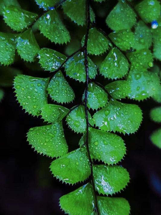 Adiantum fimbriatum, also known as the fringed maidenhair fern, is a small fern native to temperate regions of China, including Hebei, Shaanxi, Sichuan, and Yunnan. It grows at elevations of 2,700 to 3,600 meters in shaded, rocky environments like forest floors and cliff crevices. This fern is perfect for terrariums due to its preference for high humidity and bright, indirect light.