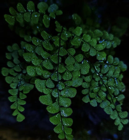 Adiantum fimbriatum, also known as the fringed maidenhair fern, is a small fern native to temperate regions of China, including Hebei, Shaanxi, Sichuan, and Yunnan. It grows at elevations of 2,700 to 3,600 meters in shaded, rocky environments like forest floors and cliff crevices. This fern is perfect for terrariums due to its preference for high humidity and bright, indirect light.