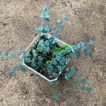 Adiantum gravesii is a rare and delicate fern native to southern China and northern Vietnam, known for its soft, mist-like appearance. With its small, rounded, fan-shaped fronds emerging from wiry black stems, this fern is perfect for adding a touch of elegance to any indoor or shaded outdoor space. Its fine-textured foliage and compact growth habit make it ideal for containers, terrariums, or shaded garden areas.