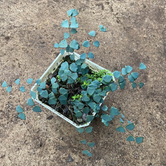 Adiantum gravesii is a rare and delicate fern native to southern China and northern Vietnam, known for its soft, mist-like appearance. With its small, rounded, fan-shaped fronds emerging from wiry black stems, this fern is perfect for adding a touch of elegance to any indoor or shaded outdoor space. Its fine-textured foliage and compact growth habit make it ideal for containers, terrariums, or shaded garden areas.