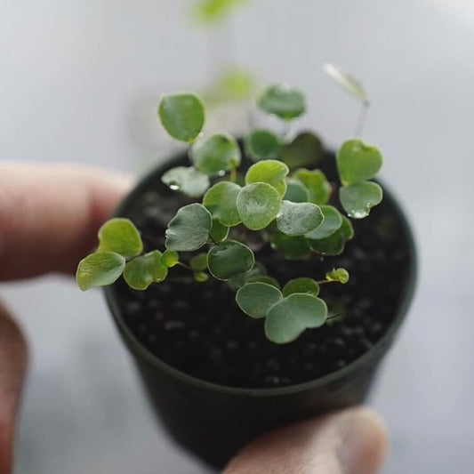 Adiantum mariesii, also known as the Micro Fern, is a delicate species native to China, occurring in regions such as Guangxi, Guizhou, Hubei, and Sichuan. It naturally thrives on wet rock ledges and crevices where humidity is consistently high and moisture abundant.
