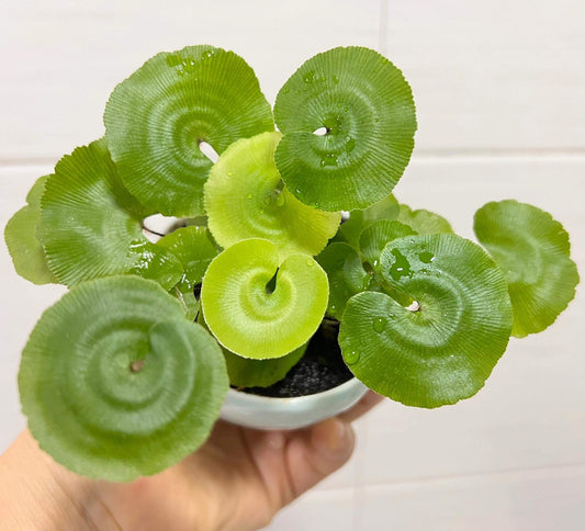 Adiantum nelumboides is a unique fern species native to the Three Gorges Reservoir area in southwestern China. It grows in warm, humid environments, typically found on rocky surfaces with thin soil layers, crevices, or grassy slopes. This fern prefers slightly alkaline, neutral soil and thrives at altitudes between 80 and 430 meters. With its distinctive fan-shaped fronds, Adiantum nelumboides makes a beautiful and unique addition to any plant collection.
