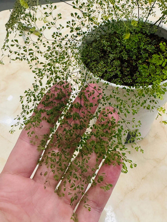 Adiantum raddianum 'Ultra gracillimum', also known as the Dwarf Maidenhair Fern, is a cultivar of the Delta Maidenhair Fern (Adiantum raddianum) and is prized for its delicate and graceful foliage.