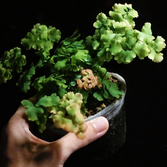 Adiantum tenerum cv. Bessoniae, or Bessoniae Maidenhair Fern, is a compact fern growing 10–12 inches tall with stiff, erect fronds. New fronds emerge pink and mature to green, forming rounded, slow-growing clumps—perfect for indoor or terrarium displays.