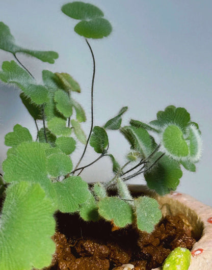 Adiantum thongthamii is a rare maidenhair fern endemic to Thailand, known only from a very restricted locality (sandstone rock crevices on ridges of Koh Chang, Trat Province), typically growing at elevations of around 500–650 m.
