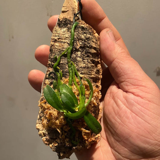 Aerangis appendiculata is a small, warm-to-cool-growing epiphytic orchid native to Malawi, Mozambique, Zambia, and Zimbabwe. It thrives in evergreen forests, woodlands, and thickets at elevations ranging from 1,150 to 1,850 meters. Typically found on tree trunks in deep shade, it occasionally grows as a lithophyte in brighter light at higher elevations.