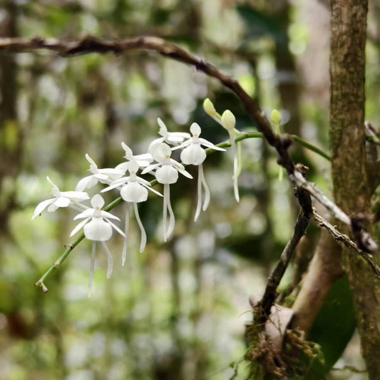 Aerangis citrata, commonly known as the Lemon-scented Aerangis, is a miniature epiphytic orchid native to Madagascar. This species is celebrated for its delicate, fragrant white flowers and is well-suited for cultivation in controlled environments such as terrariums or orchidariums.