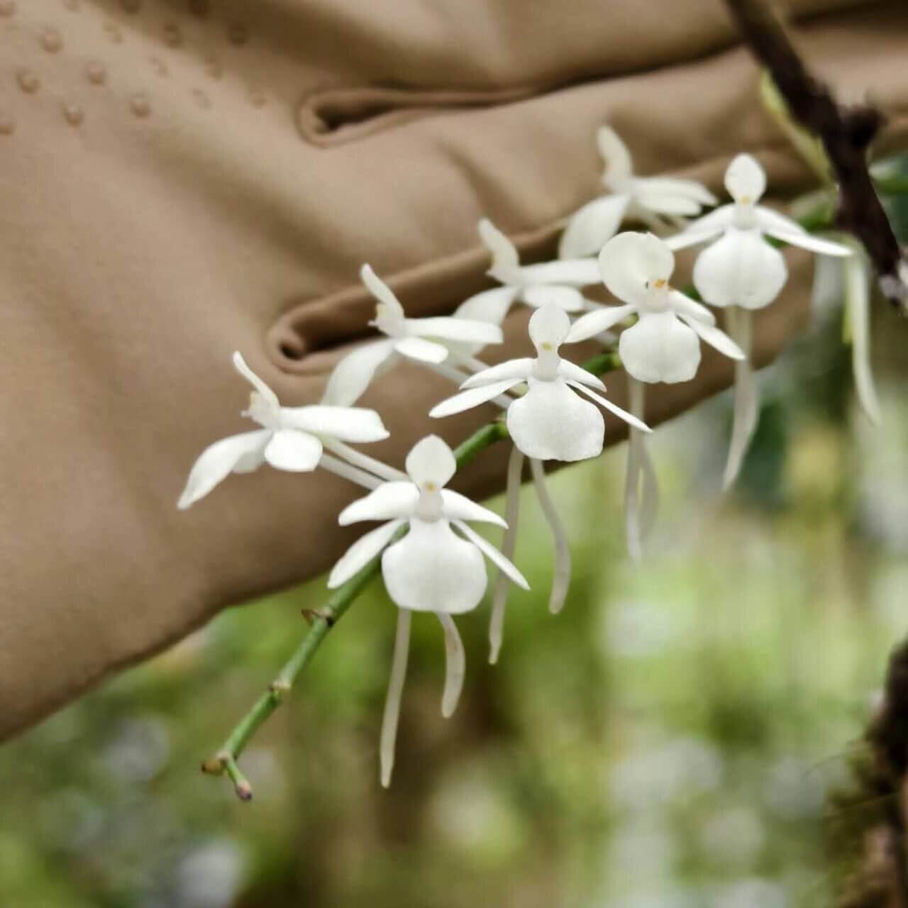 Aerangis citrata, commonly known as the Lemon-scented Aerangis, is a miniature epiphytic orchid native to Madagascar. This species is celebrated for its delicate, fragrant white flowers and is well-suited for cultivation in controlled environments such as terrariums or orchidariums.