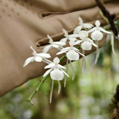 Aerangis citrata, commonly known as the Lemon-scented Aerangis, is a miniature epiphytic orchid native to Madagascar. This species is celebrated for its delicate, fragrant white flowers and is well-suited for cultivation in controlled environments such as terrariums or orchidariums.