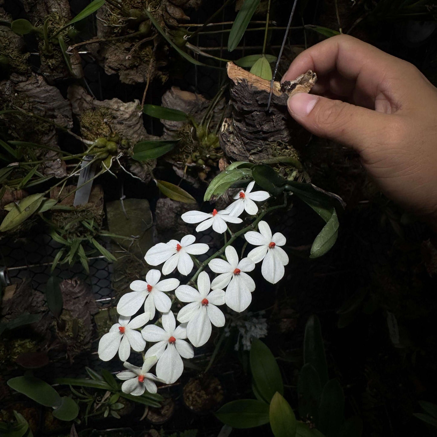 Aerangis citrata × Aerangis luteo-alba is a primary hybrid between two miniature African epiphytic orchids.