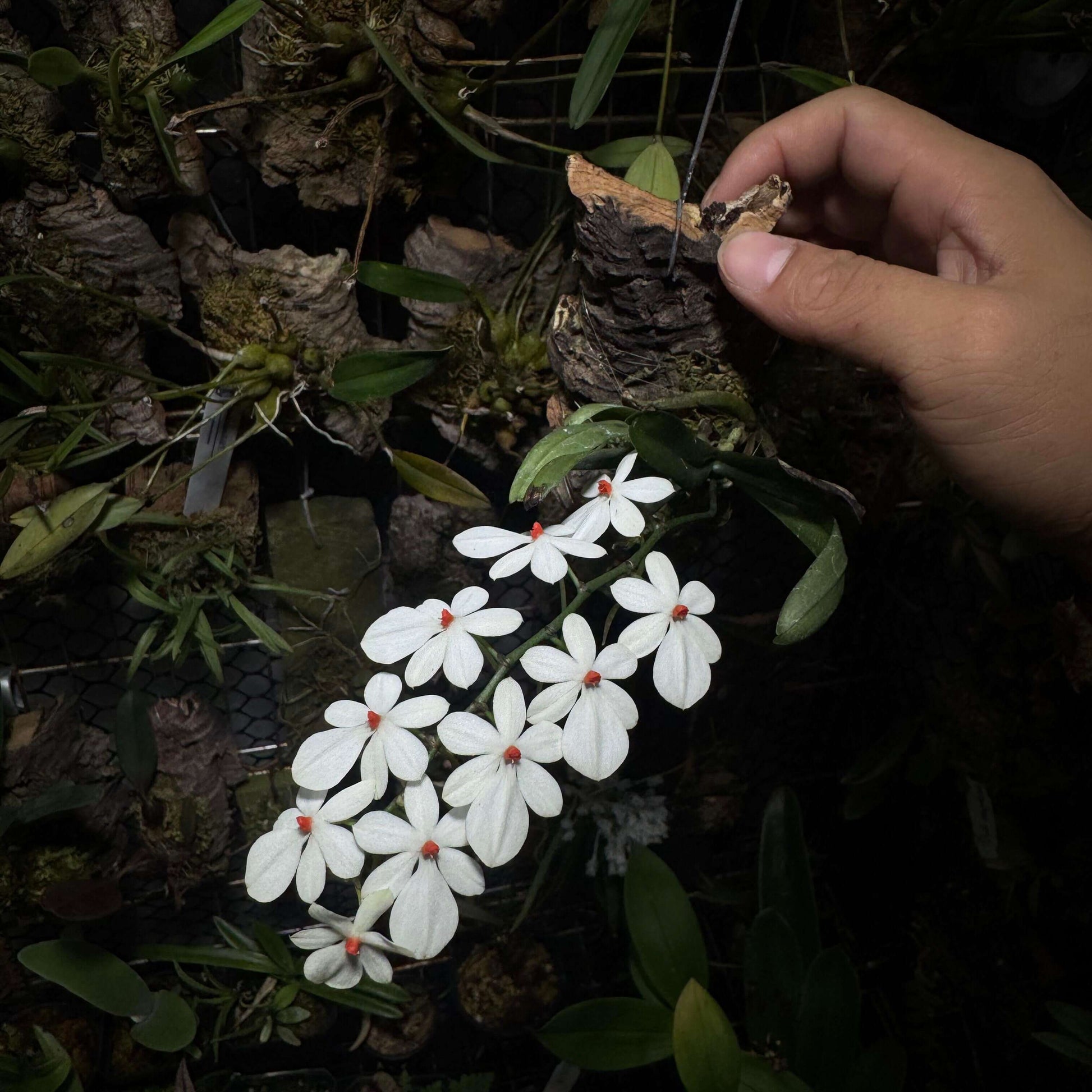 Aerangis citrata × Aerangis luteo-alba is a primary hybrid between two miniature African epiphytic orchids.