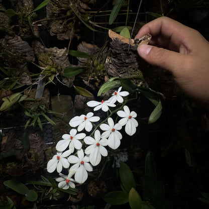 Aerangis citrata × Aerangis luteo-alba is a primary hybrid between two miniature African epiphytic orchids.