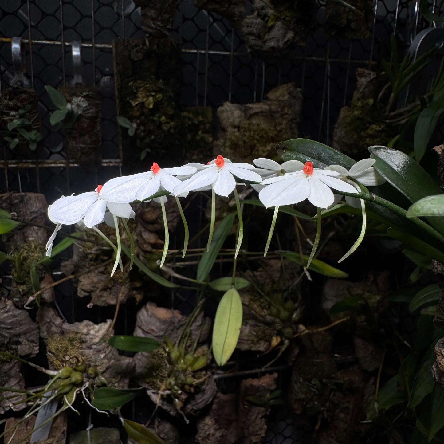Aerangis citrata × Aerangis luteo-alba is a primary hybrid between two miniature African epiphytic orchids.