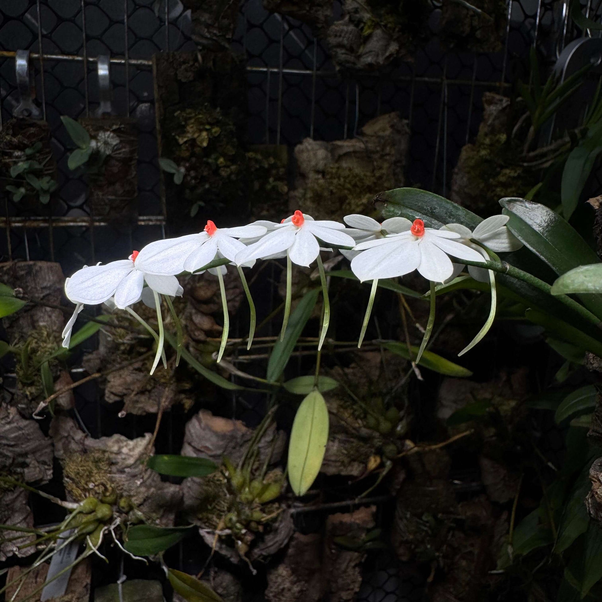 Aerangis citrata × Aerangis luteo-alba is a primary hybrid between two miniature African epiphytic orchids.