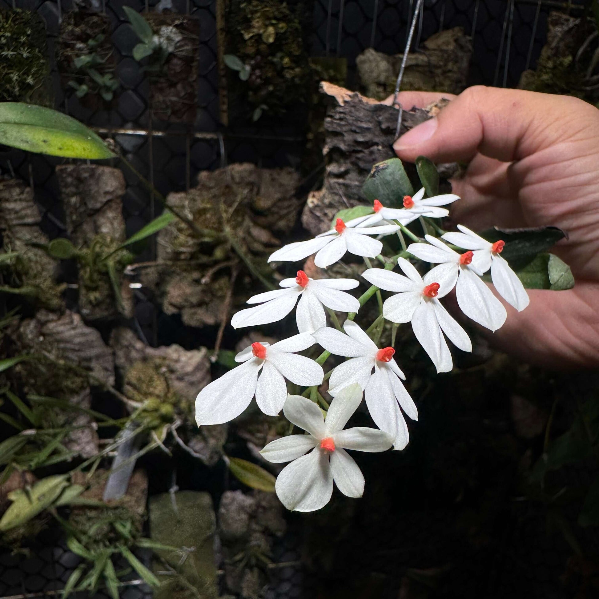 Aerangis citrata × Aerangis luteo-alba is a primary hybrid between two miniature African epiphytic orchids.