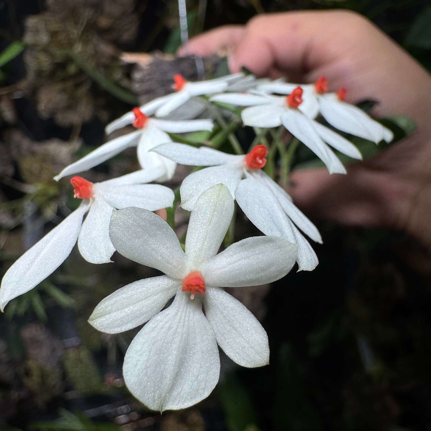 Aerangis citrata × Aerangis luteo-alba is a primary hybrid between two miniature African epiphytic orchids.