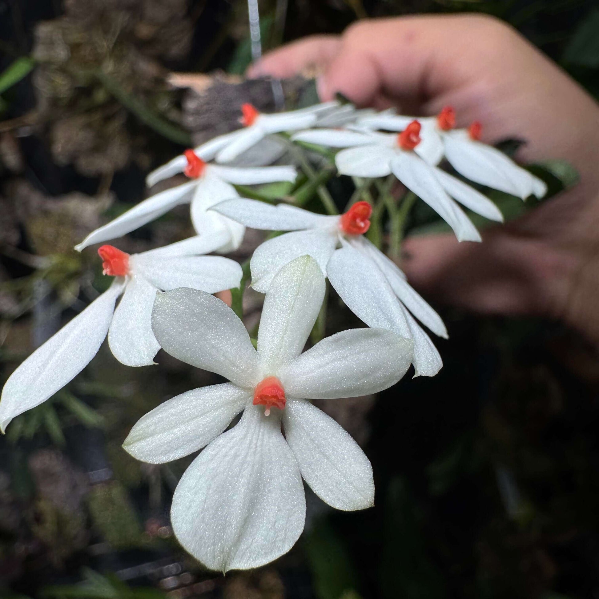 Aerangis citrata × Aerangis luteo-alba is a primary hybrid between two miniature African epiphytic orchids.