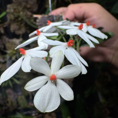 Aerangis citrata × Aerangis luteo-alba is a primary hybrid between two miniature African epiphytic orchids.
