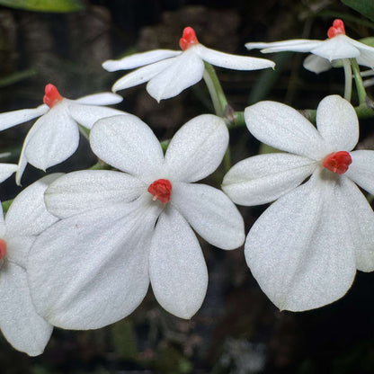 Aerangis citrata × Aerangis luteo-alba is a primary hybrid between two miniature African epiphytic orchids.