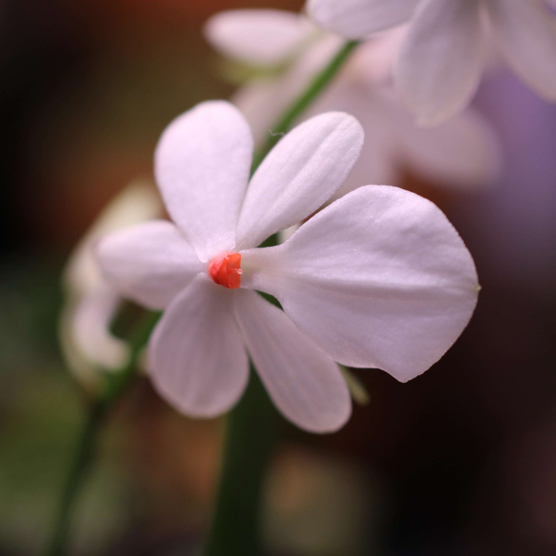 Aerangis citrata × Aerangis luteo-alba is a primary hybrid between two miniature African epiphytic orchids.