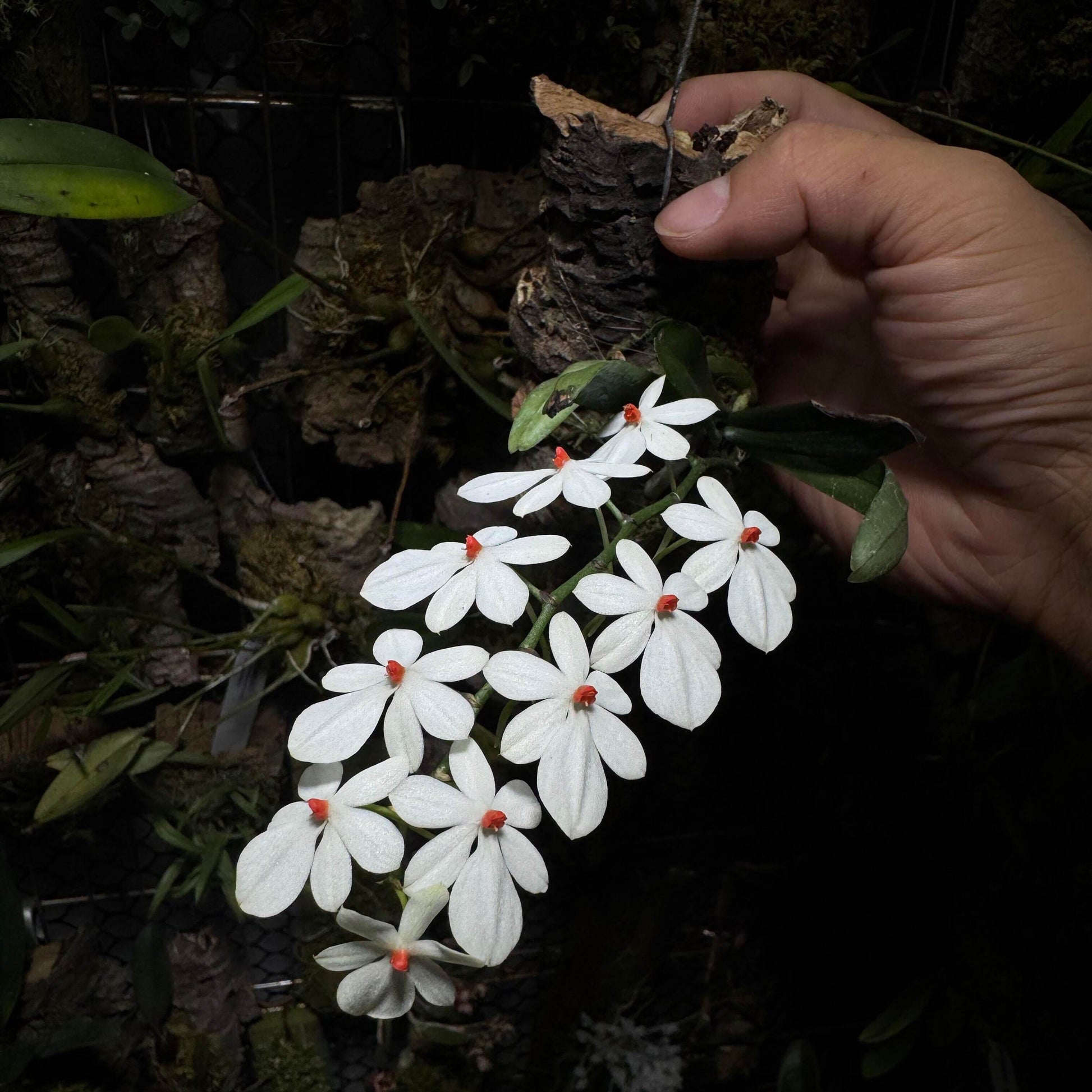 Aerangis citrata × Aerangis luteo-alba is a primary hybrid between two miniature African epiphytic orchids.