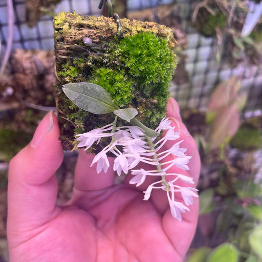 Aerangis hyaloides is a miniature epiphytic orchid species in the Orchidaceae family, endemic to Madagascar. It’s particularly prized by orchid enthusiasts for its small size and delicate, translucent white flowers that can appear to sparkle in the light.