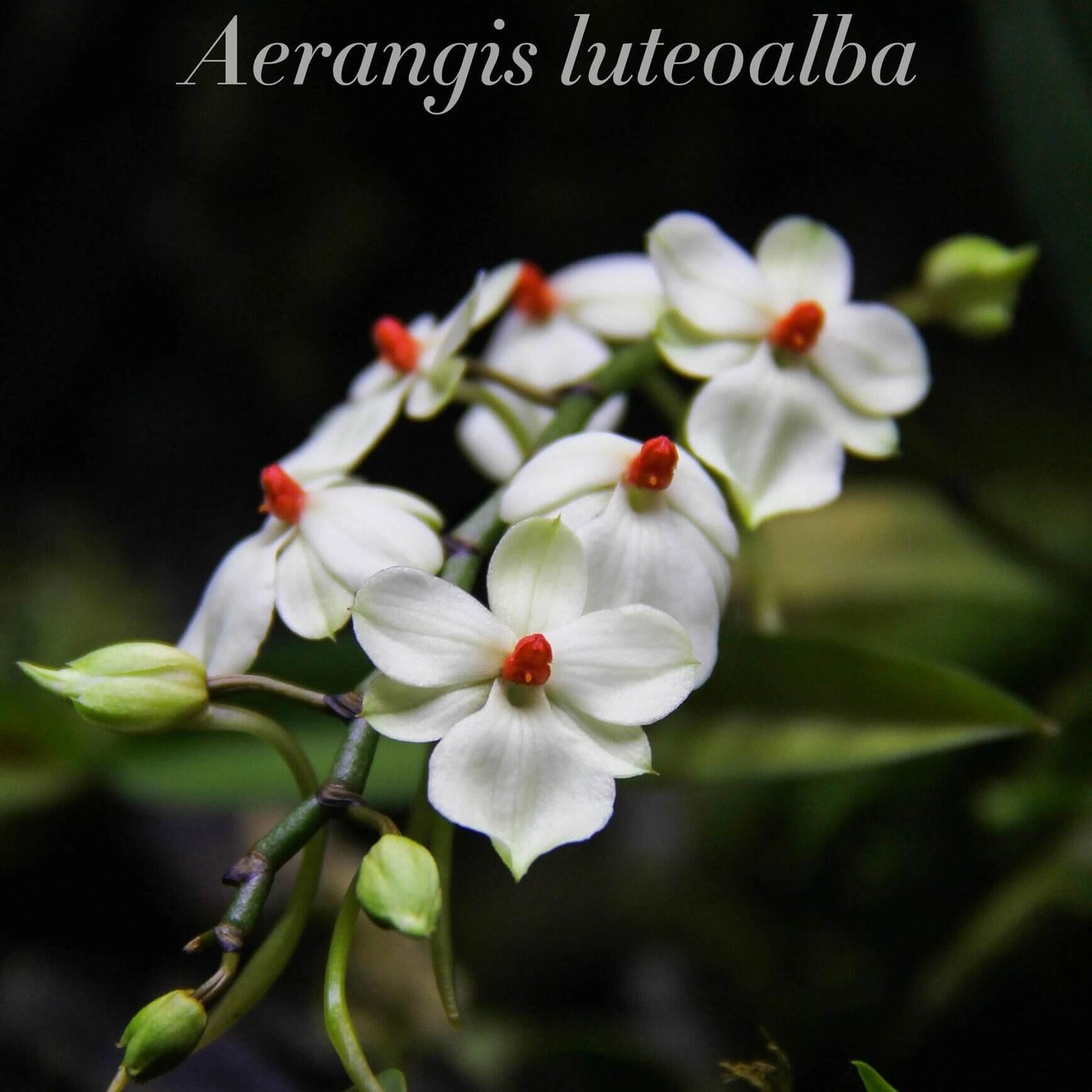 Aerangis luteoalba var. rhodosticta is a miniature epiphytic orchid native to tropical Africa, where it grows on small branches and twigs in humid riverine forests at mid to high elevations.