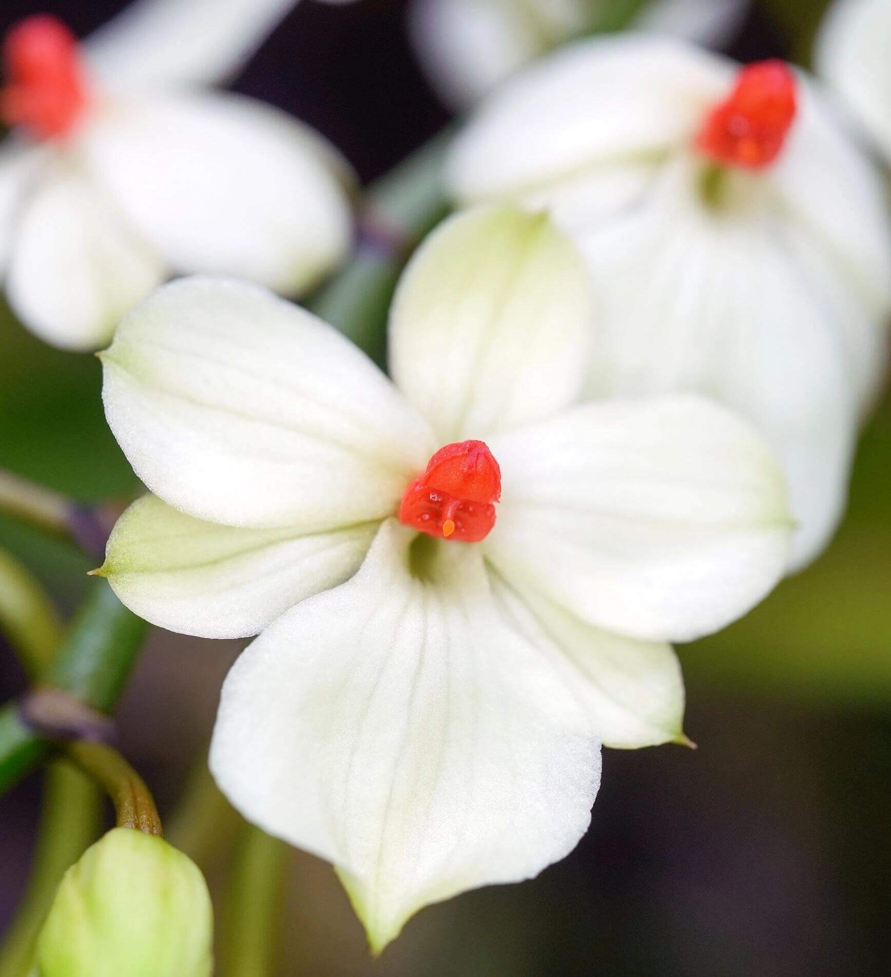 Aerangis luteoalba var. rhodosticta is a miniature epiphytic orchid native to tropical Africa, where it grows on small branches and twigs in humid riverine forests at mid to high elevations.