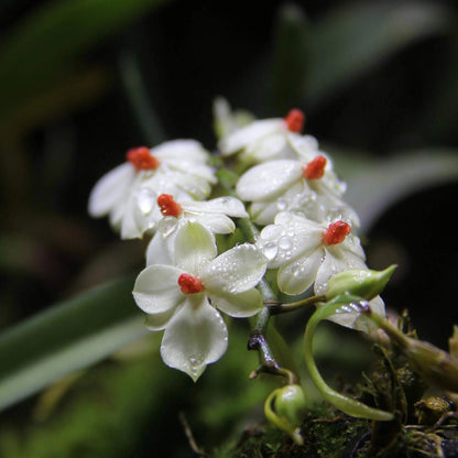 Aerangis luteoalba var. rhodosticta is a miniature epiphytic orchid native to tropical Africa, where it grows on small branches and twigs in humid riverine forests at mid to high elevations.