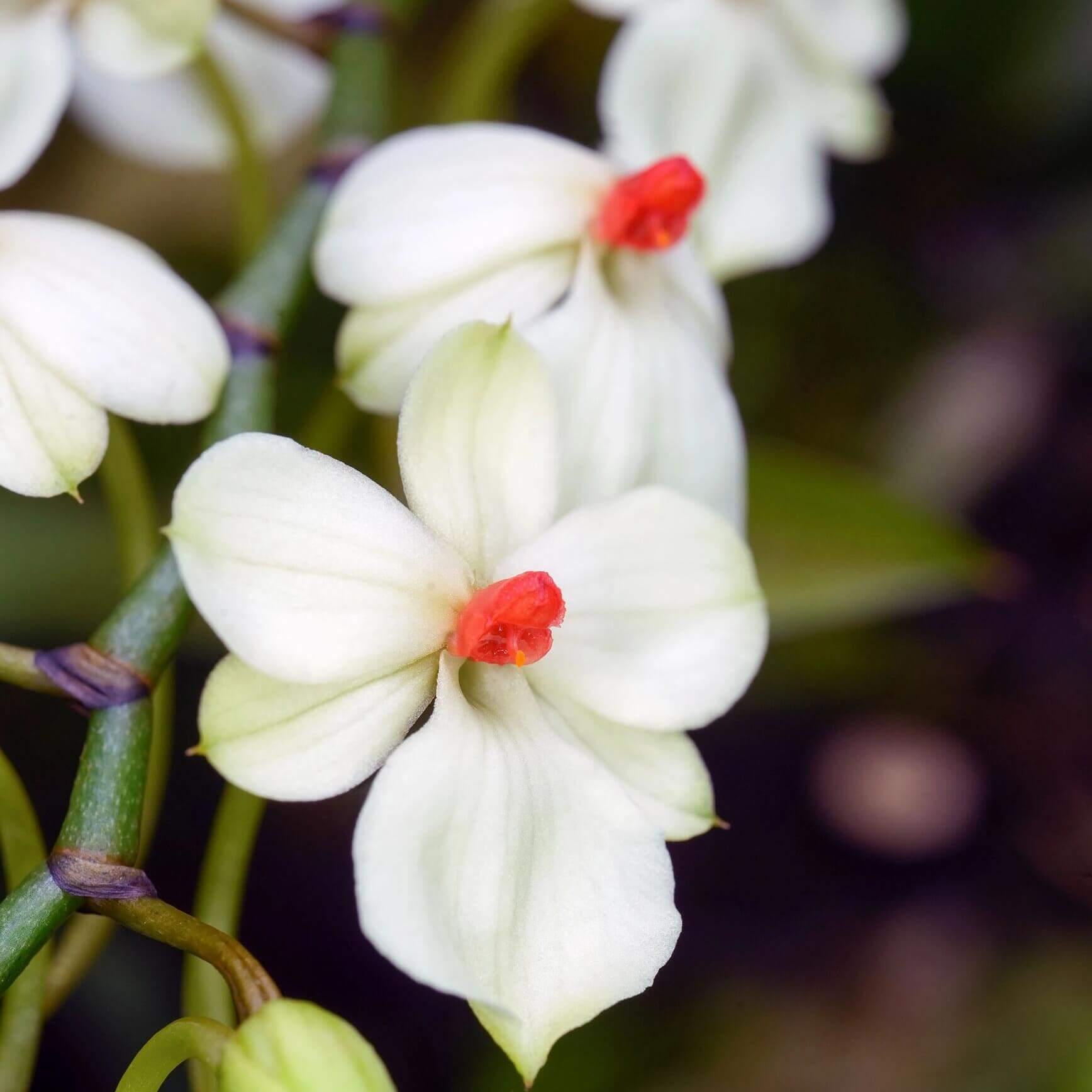 Aerangis luteoalba var. rhodosticta is a miniature epiphytic orchid native to tropical Africa, where it grows on small branches and twigs in humid riverine forests at mid to high elevations.