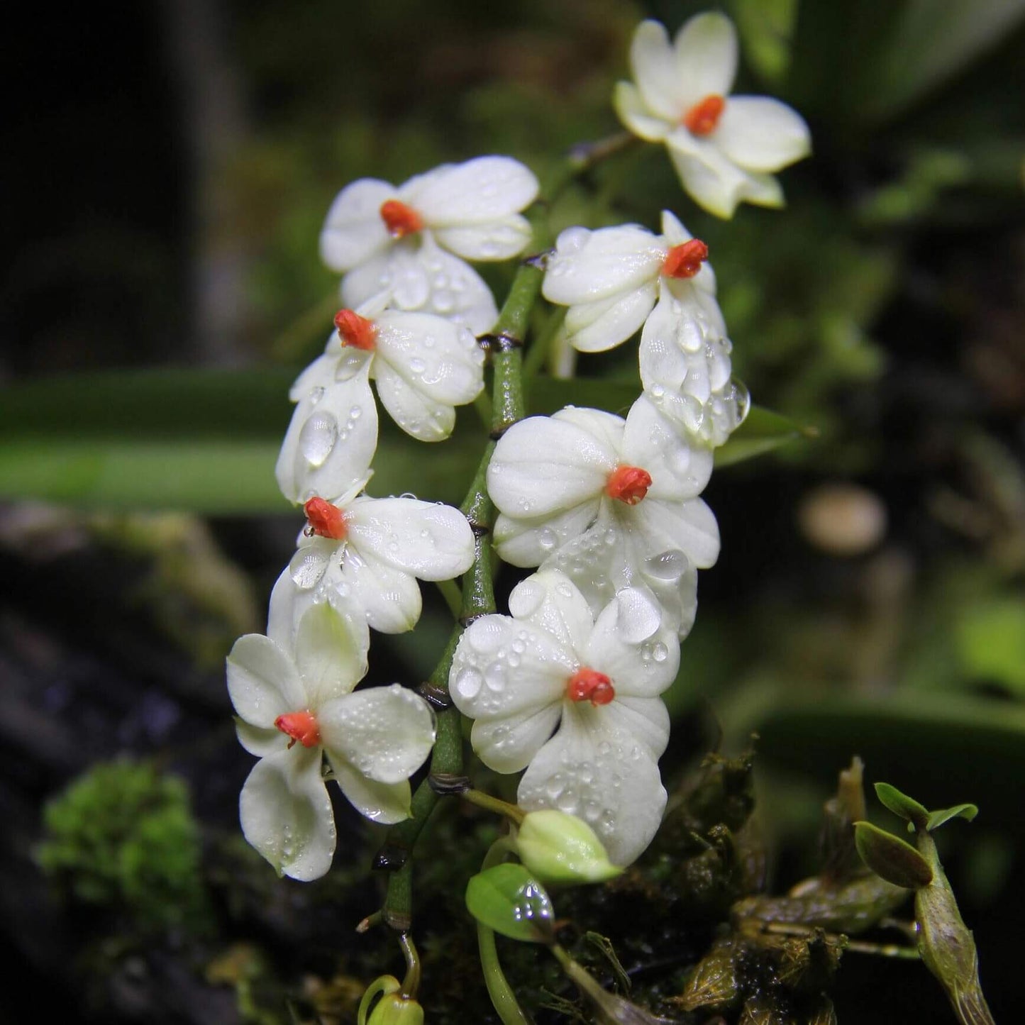Aerangis luteoalba var. rhodosticta is a miniature epiphytic orchid native to tropical Africa, where it grows on small branches and twigs in humid riverine forests at mid to high elevations.