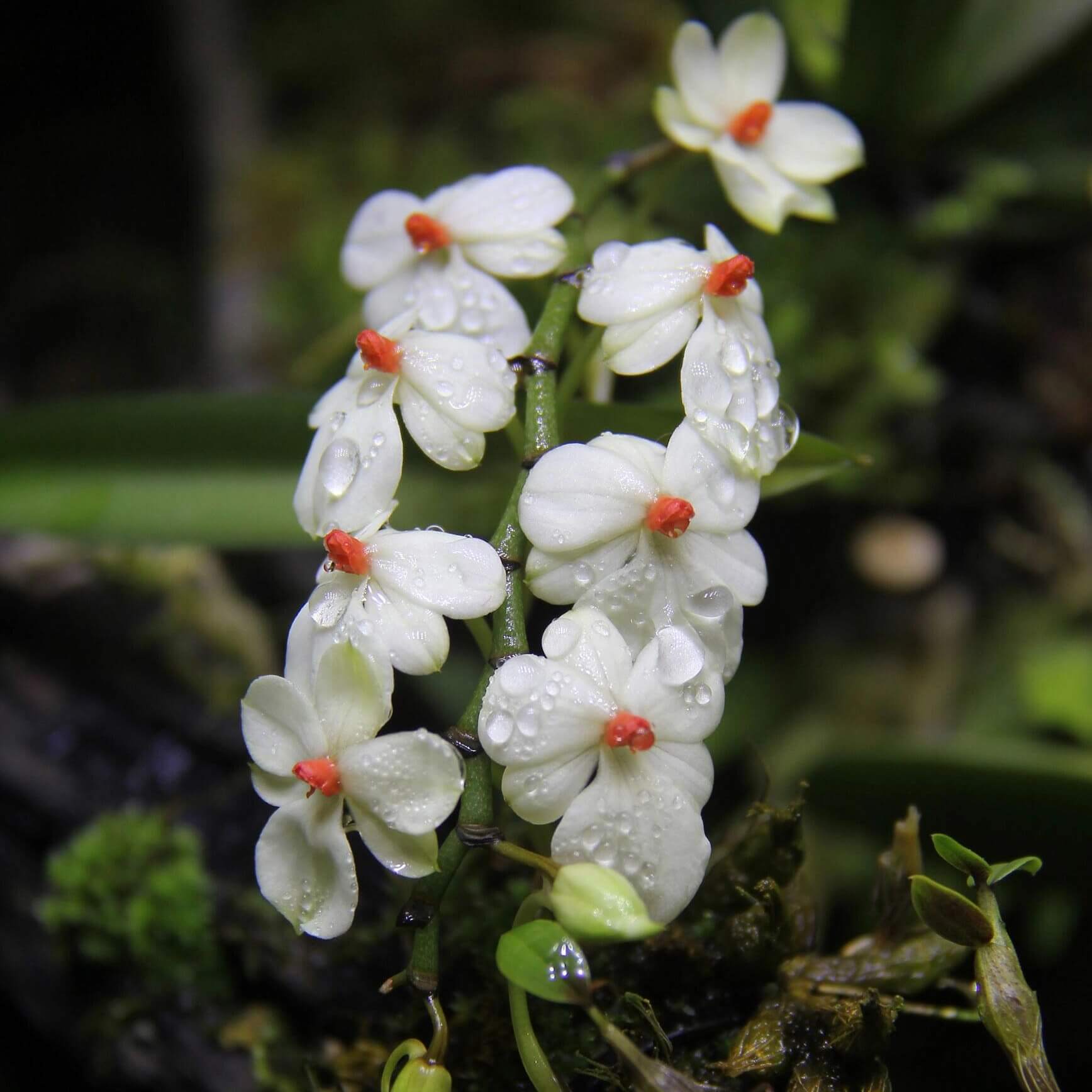Aerangis luteoalba var. rhodosticta is a miniature epiphytic orchid native to tropical Africa, where it grows on small branches and twigs in humid riverine forests at mid to high elevations.