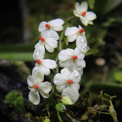 Aerangis luteoalba var. rhodosticta is a miniature epiphytic orchid native to tropical Africa, where it grows on small branches and twigs in humid riverine forests at mid to high elevations.