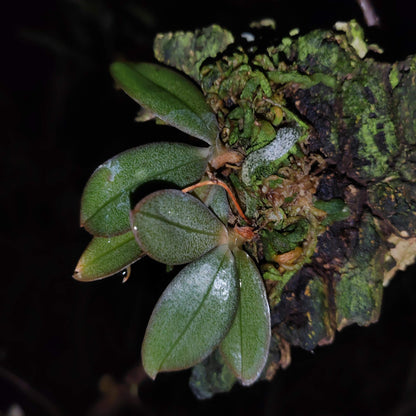 Aerangis punctata is a rare and exquisite miniature orchid species native to the central highlands of Madagascar and Réunion Island. This epiphytic orchid thrives at elevations between 900 and 1,500 meters in humid, shaded forests, typically growing on shrubs and trees.