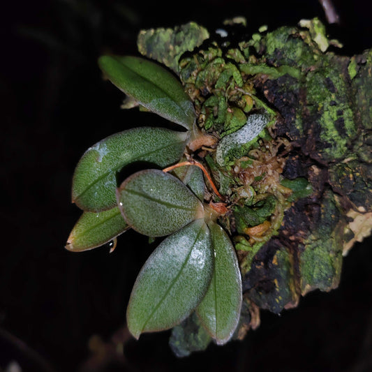 Aerangis punctata is a rare and exquisite miniature orchid species native to the central highlands of Madagascar and Réunion Island. This epiphytic orchid thrives at elevations between 900 and 1,500 meters in humid, shaded forests, typically growing on shrubs and trees.