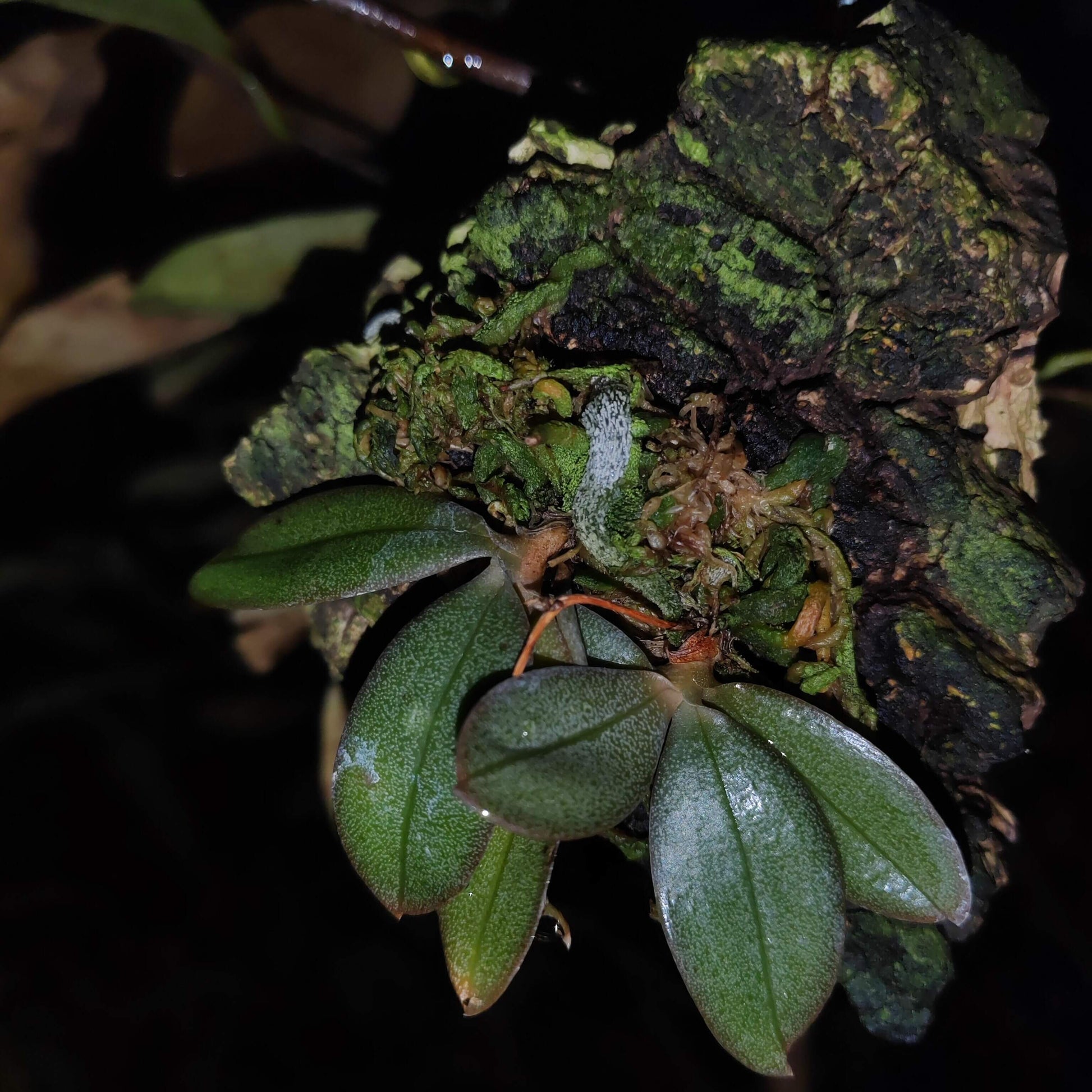 Aerangis punctata is a rare and exquisite miniature orchid species native to the central highlands of Madagascar and Réunion Island. This epiphytic orchid thrives at elevations between 900 and 1,500 meters in humid, shaded forests, typically growing on shrubs and trees.