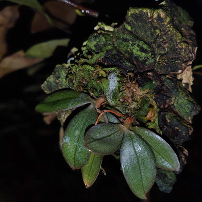 Aerangis punctata is a rare and exquisite miniature orchid species native to the central highlands of Madagascar and Réunion Island. This epiphytic orchid thrives at elevations between 900 and 1,500 meters in humid, shaded forests, typically growing on shrubs and trees.