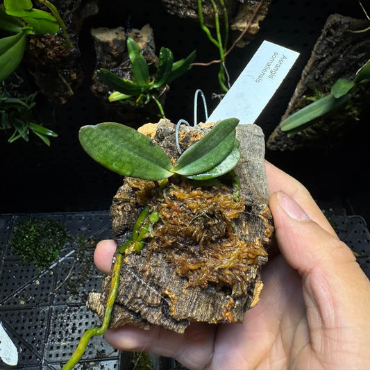 Aerangis somalensis is a rare and captivating epiphytic orchid native to East Africa. It thrives in regions such as Ethiopia, Somalia, Kenya, Tanzania, Malawi, Zimbabwe, and South Africa, typically found at elevations between 1,000 and 1,800 meters in thickets near streams and woodlands.