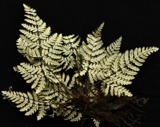 Aleuritopteris chrysophylla is a small to medium-sized fern from the Pteridaceae family and the Aleuritopteris genus, making it a rare plant within the Aleuritopteris species. The fronds are pinnately divided and covered with golden-yellow powder on the underside, creating a distinctive and beautiful appearance. The leaves typically grow to 10-15 cm, making this fern ideal for rainforest terrariums, potted plants, or placing in offices and on balconies.
